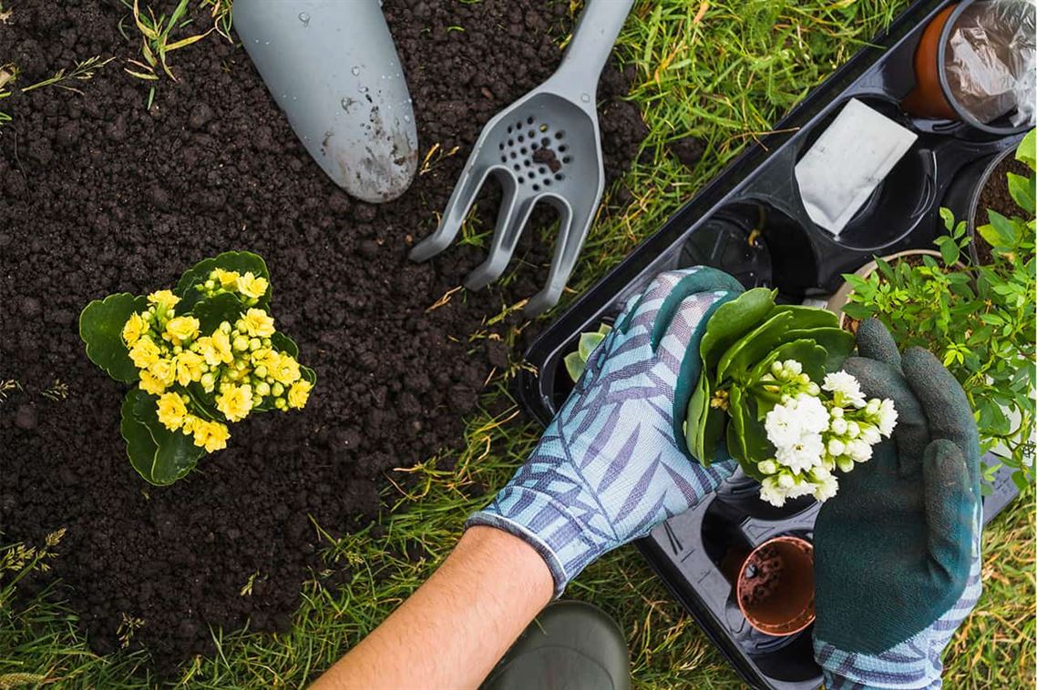 Cuida Tu Jardín Como un Profesional: Las Herramientas que Necesitas para un Cuidado Eficaz