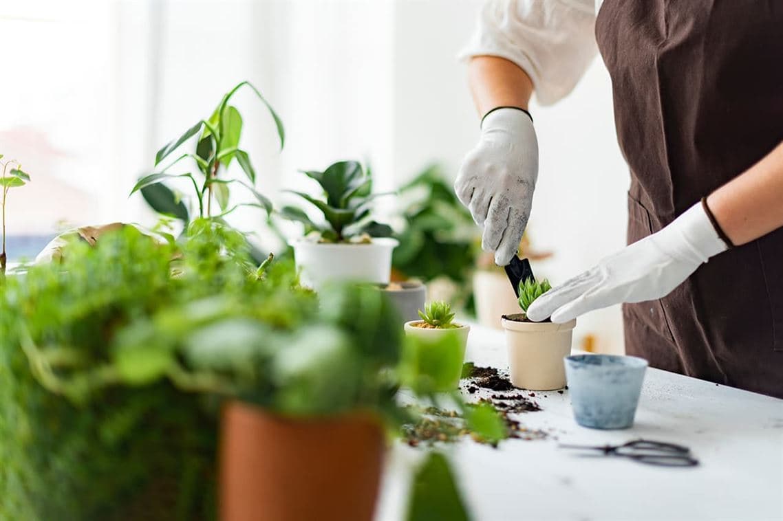 Esto Es Lo Que Necesitas Para Que Tus Plantas Estén Siempre Perfectas