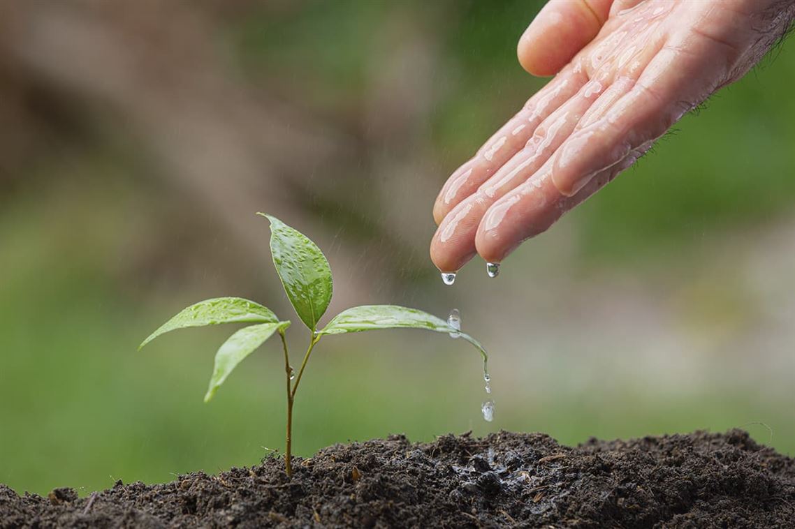 Consejos para ahorrar agua en el riego de tu jardín