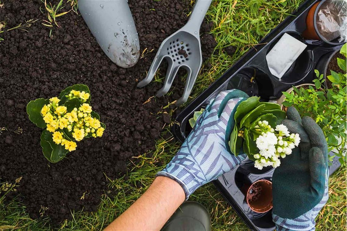 Guía para Cuidar de Tu Jardín en Otoño