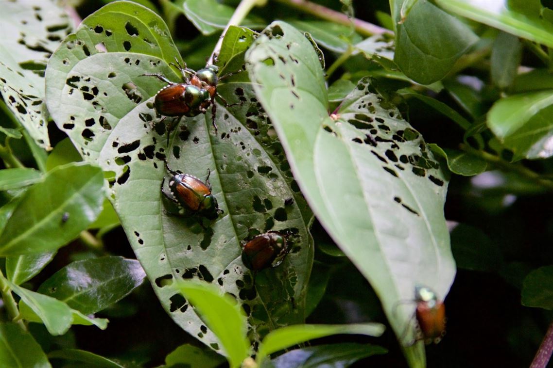 Cómo Combatir Plagas Comunes en el Jardín de Forma Ecológica