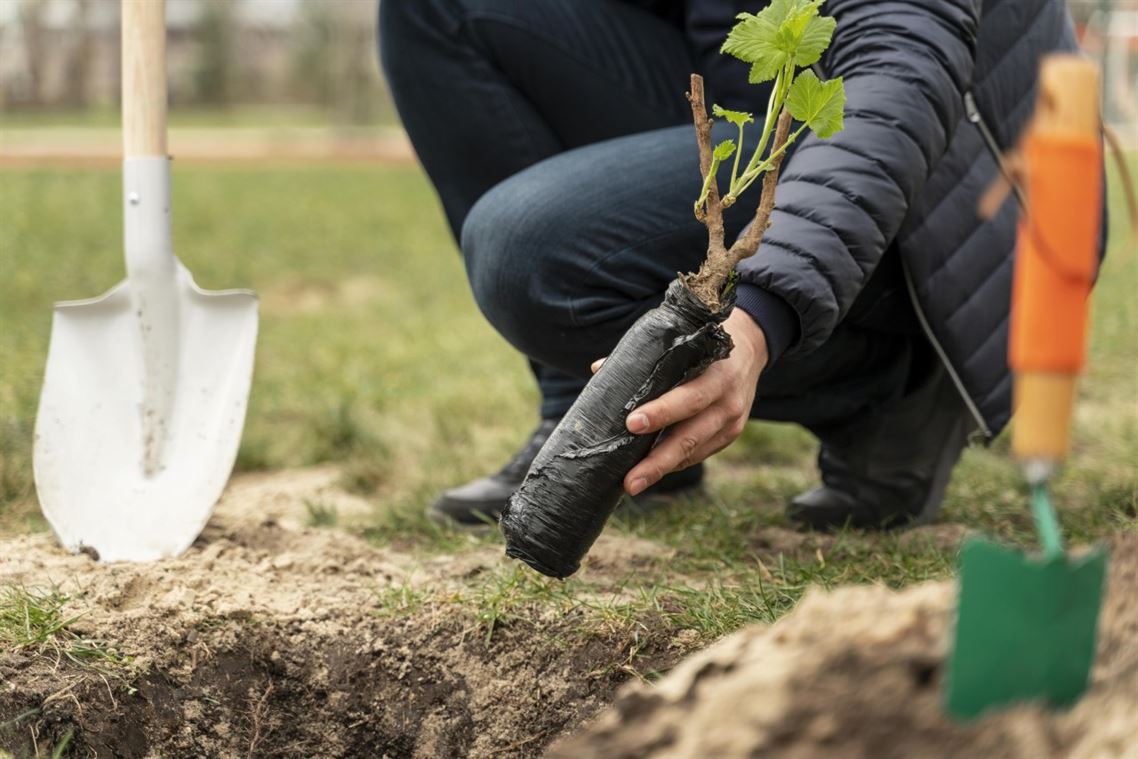 Cultivos de invierno: qué sembrar en enero para un jardín saludable