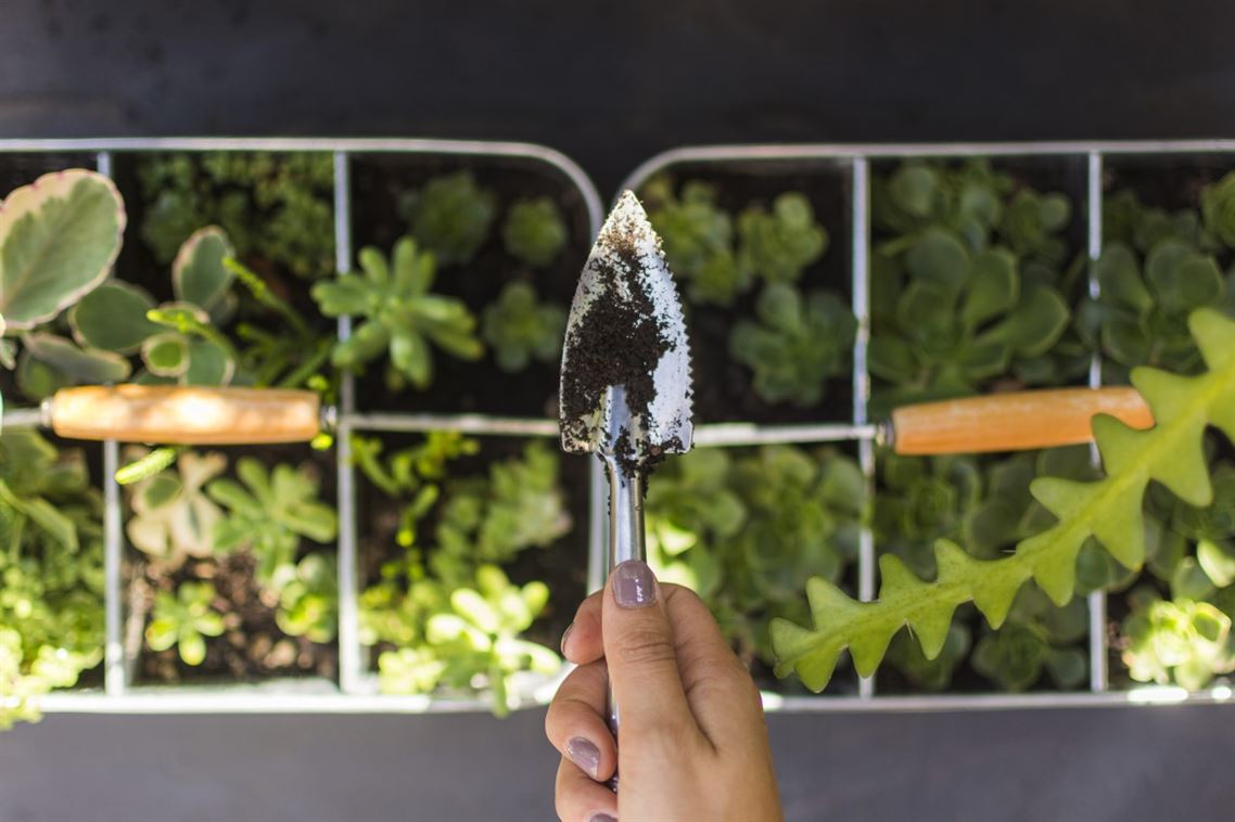 Cultiva tu Huerto en Casa este Febrero 