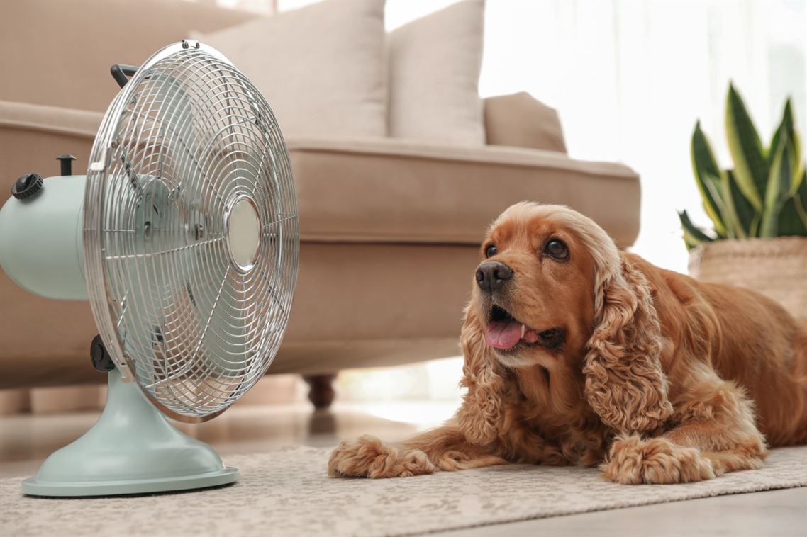 Imagen principal de la noticia Guía para escoger el ventilador perfecto según tu espacio