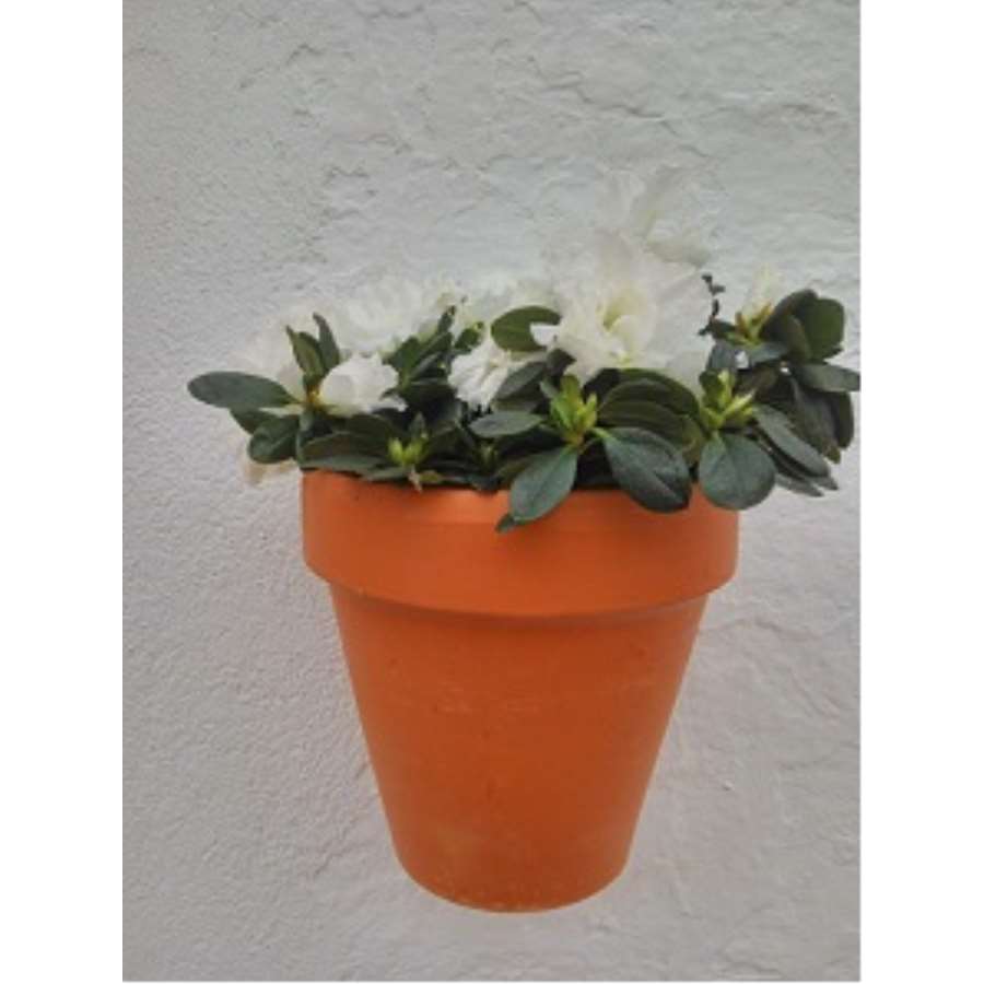 Imagen principal del productoMACETA BARRO PARED 18CM