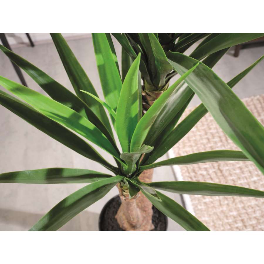 Imagem de acessório do produtoYUCA EN MACETA DE PLASTICO