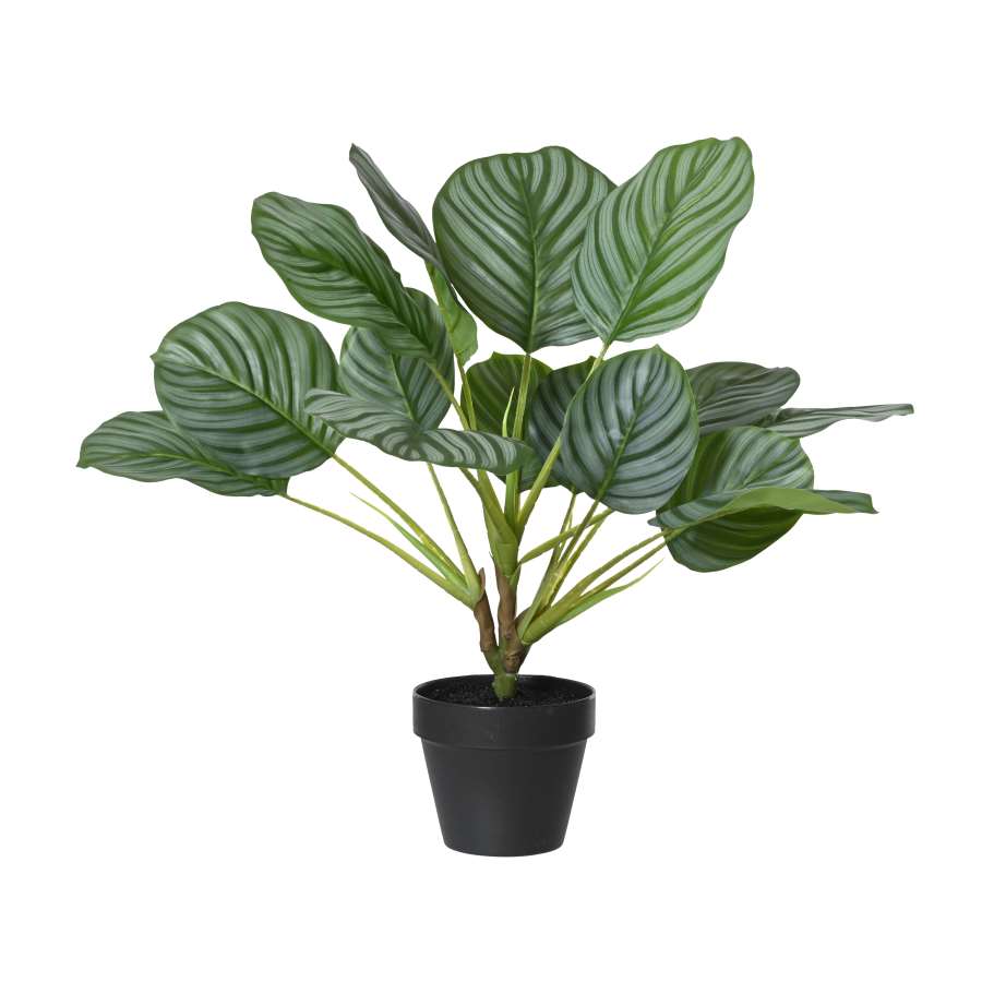 Imagen principal del productoPLANTA CALATHEA ARTIFICIAL L40,00-H50,00 cm