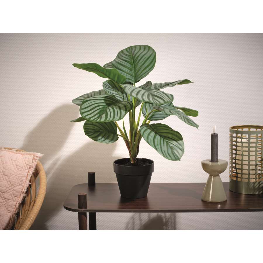 Imagen accesoria del productoPLANTA CALATHEA ARTIFICIAL L40,00-H50,00 cm