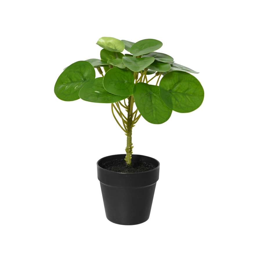 Imagem principal do produtoPLANTA VERDE EN MACETA dia16cm x H.20cm