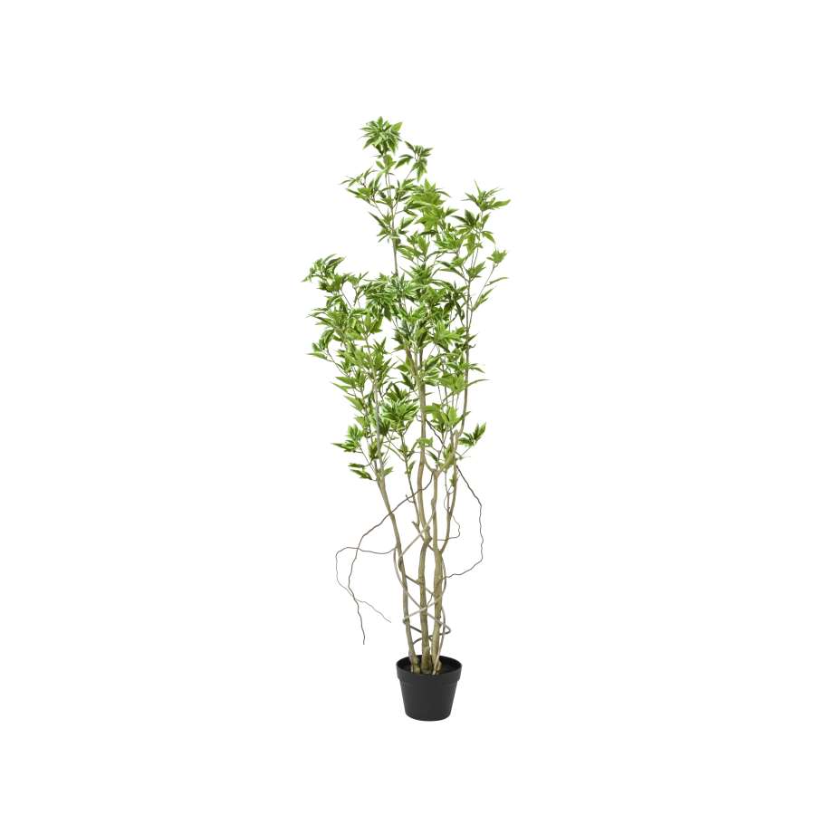 Imagen principal del productoARBOL DE PIERIS EN MACETA L.85cm x W.85cm x H.160cm