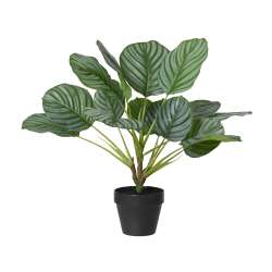 Imagen de PLANTA CALATHEA ARTIFICIAL L40,00-H50,00 cm