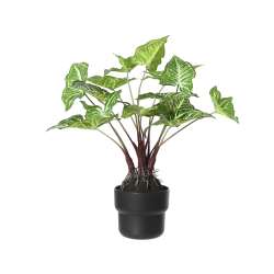 Imagen de PLANTA CALADIUM ARTIFICIAL EN MACETA