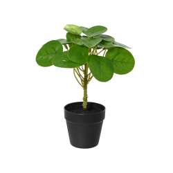 Foto de PLANTA VERDE EN MACETA dia16cm x H.20cm